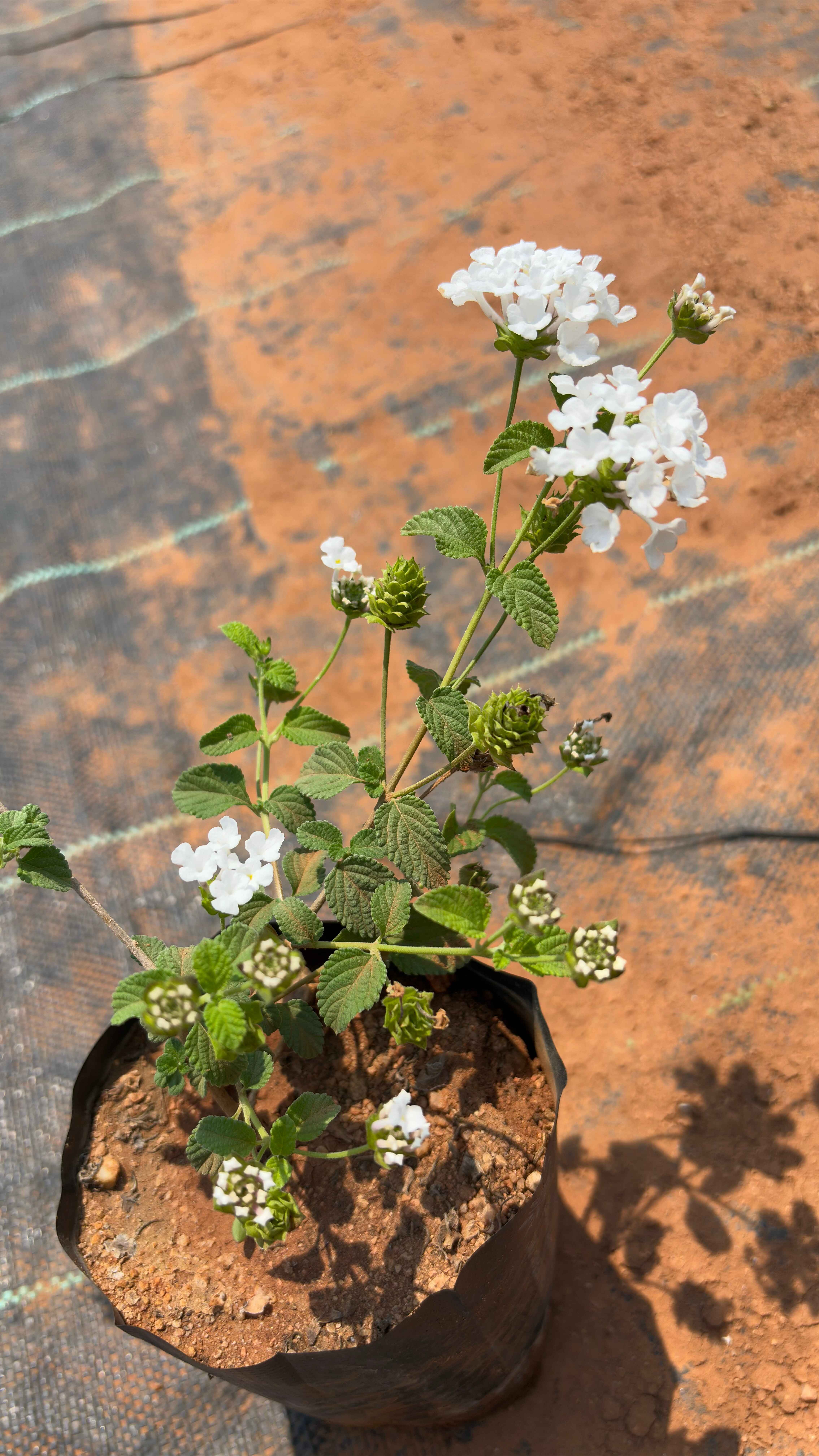 Lantana montevidensis
